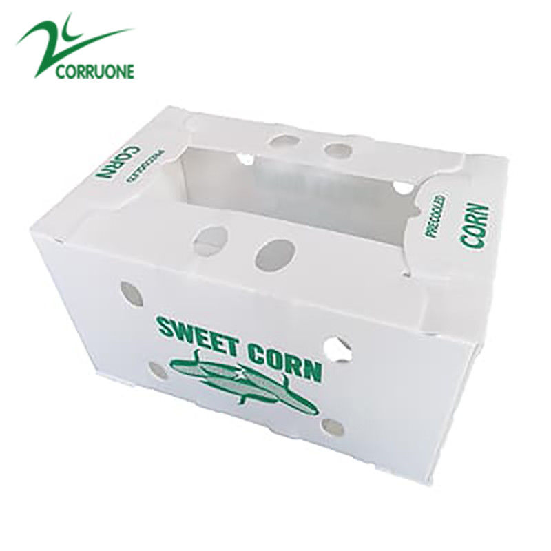 Correx Fruit Box PP Corrugated Plastic Box Untuk Sayuran Dan Pertanian Packing Box