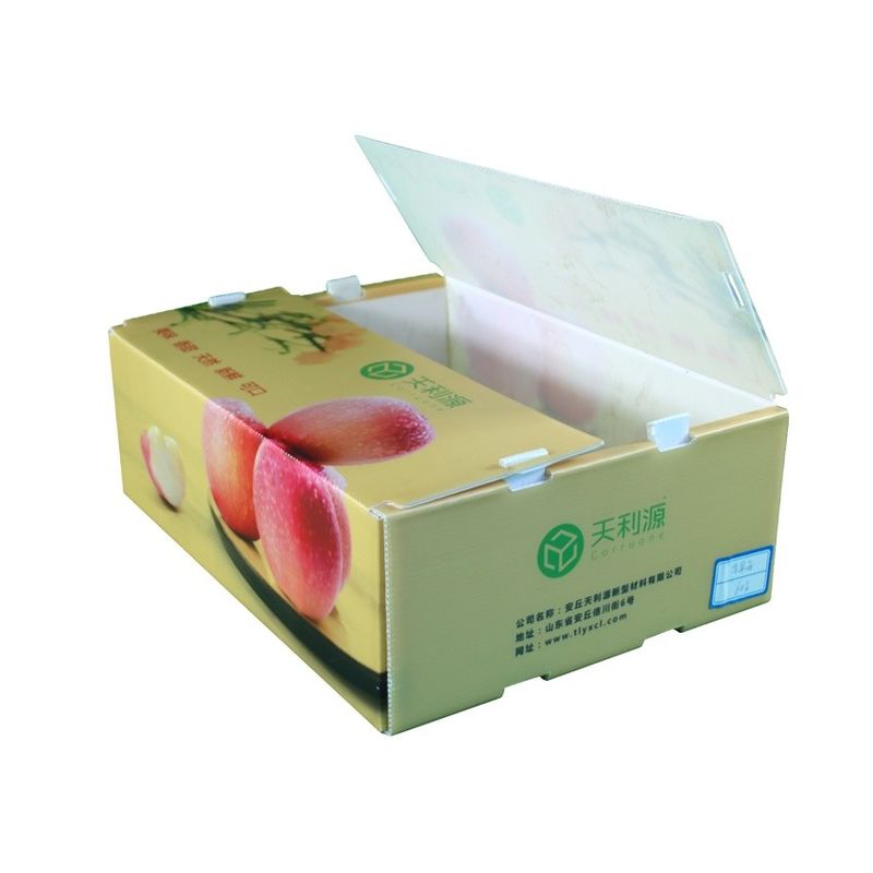 Corruone Waterproof Folding Polypropylene Corrugated Plastic Buah-buahan Sayuran Asparagus/Jahe/Taro/Okra Kotak kemasan