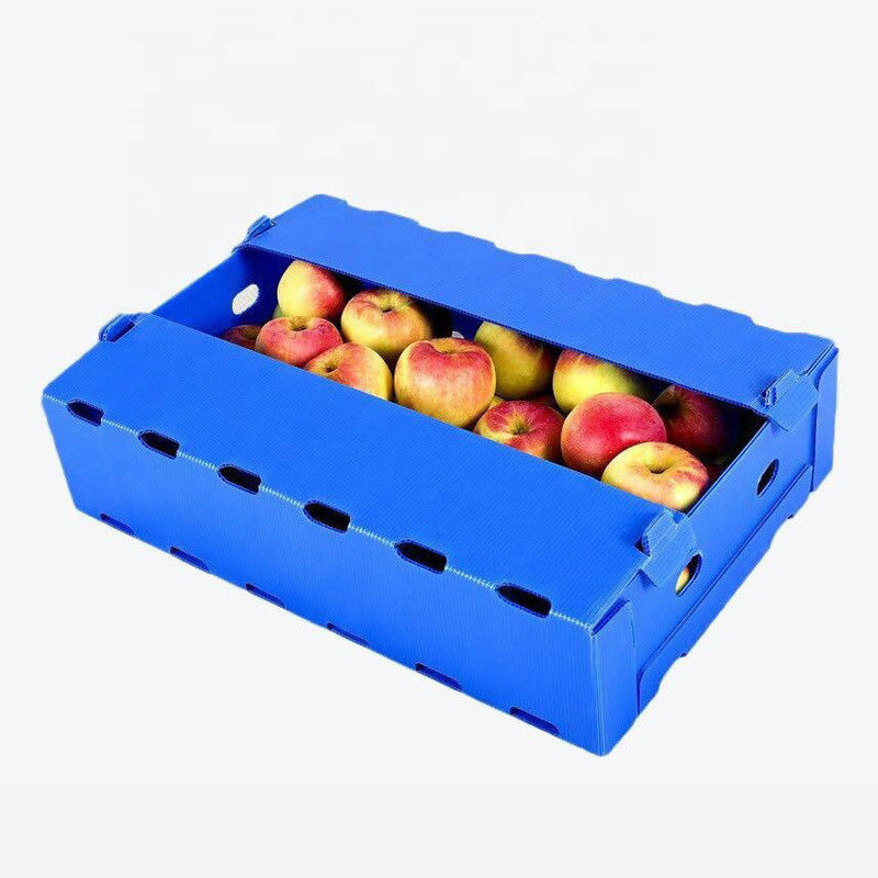 Kotak Plastik Correx PP 5mm 6mm Untuk Buah Dan Sayuran