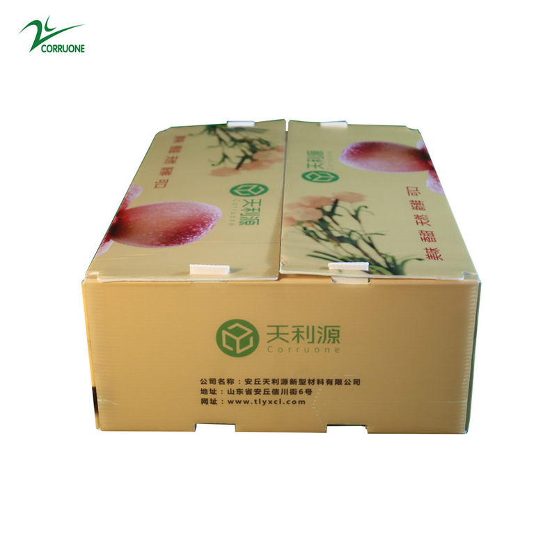 Twinwall PP Corrugated Box Food Grade Corflute Container Untuk Sayuran Buah