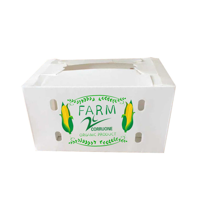 Corruone Waterproof Folding Polypropylene Corrugated Plastic Buah-buahan Sayuran Asparagus/Jahe/Taro/Okra Kotak kemasan