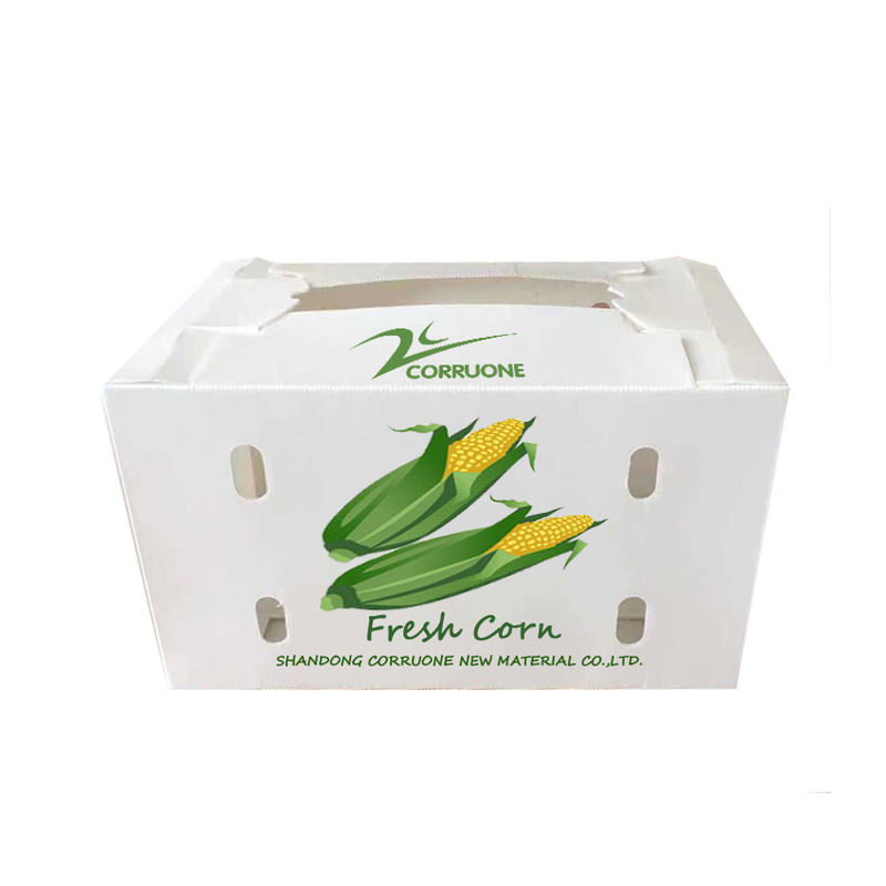 Corruone Waterproof Folding Polypropylene Corrugated Plastic Buah-buahan Sayuran Asparagus/Jahe/Taro/Okra Kotak kemasan