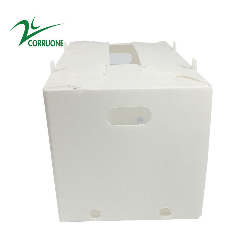 2mm-11mm Karton Berongga Coroplast Correx Dilipat Kotak Plastik Bergelombang