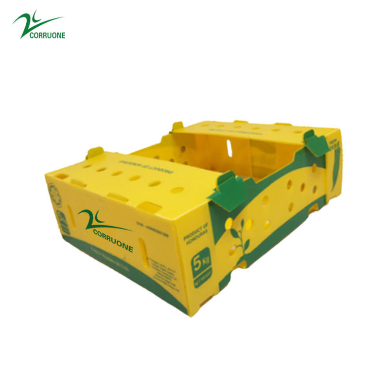 Corflute Okra Fruit Corrugated Boxes Kotak Plastik Bergelombang PP