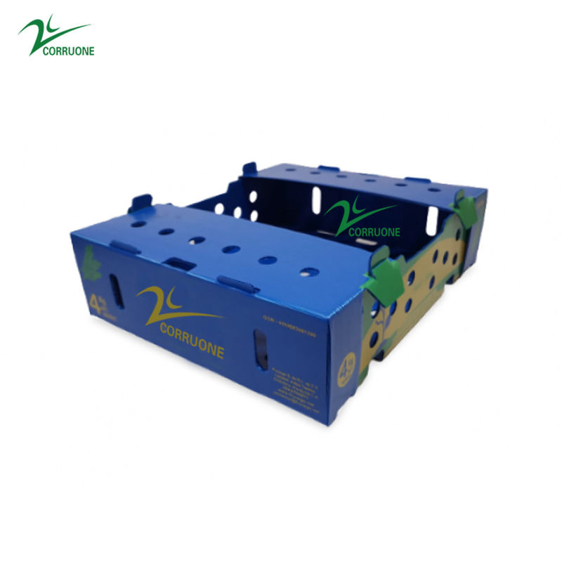 Corflute Okra Fruit Corrugated Boxes Kotak Plastik Bergelombang PP