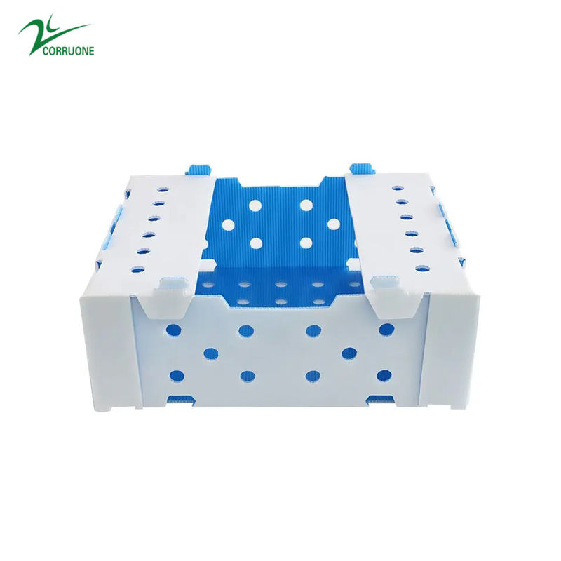 Corflute Okra Fruit Corrugated Boxes Kotak Plastik Bergelombang PP
