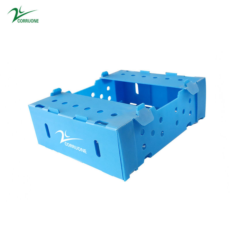 Danpla Corriboard Corrugated Plastic Moving Boxes Untuk Pakan Makanan Laut