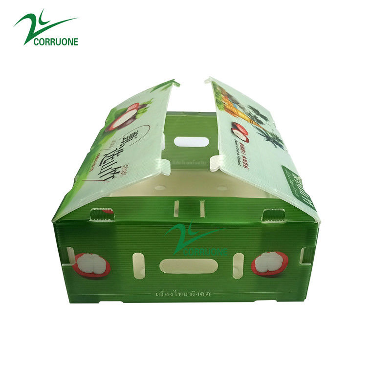PP Corrugated Plastic Box untuk Sayuran dan Buah Box Corflute correx Broccoli jagung dan Pertanian Kotak pengemasan