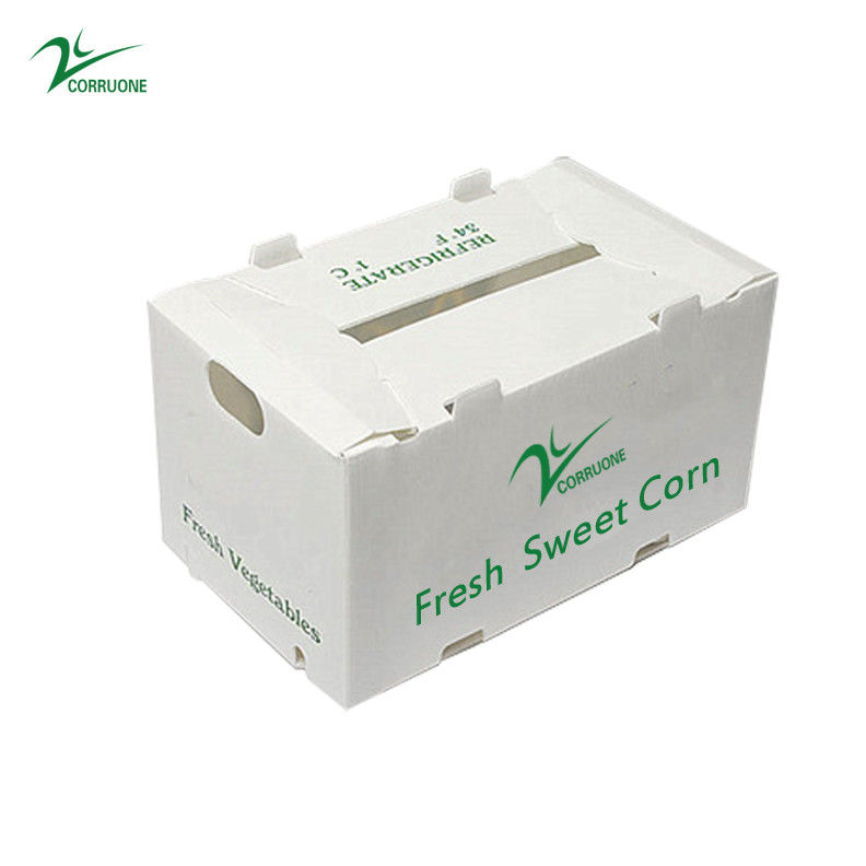 Correx Fruit Box PP Corrugated Plastic Box Untuk Sayuran Dan Pertanian Packing Box
