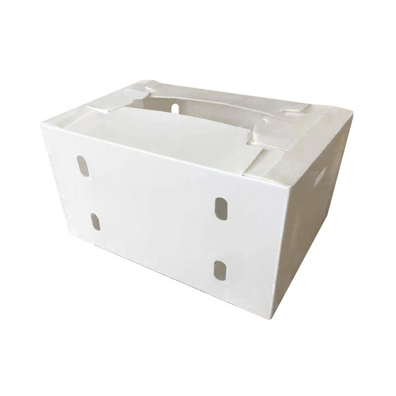 Correx Fruit Box PP Corrugated Plastic Box Untuk Sayuran Dan Pertanian Packing Box