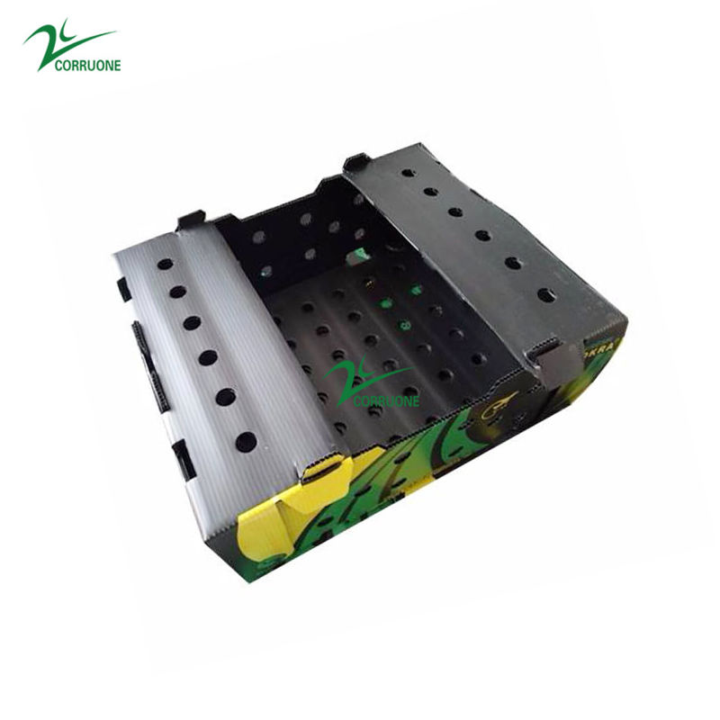 6mm 8mm Kotak Kemasan Asparagus Correx Kotak Penyimpanan Mangga Coroplast