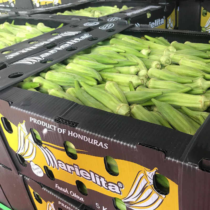 6mm 8mm Kotak Kemasan Asparagus Correx Kotak Penyimpanan Mangga Coroplast