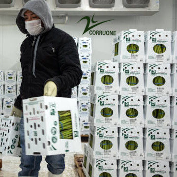 Kotak bergelombang buah berkinerja tinggi untuk kemasan industri pertanian yang optimal